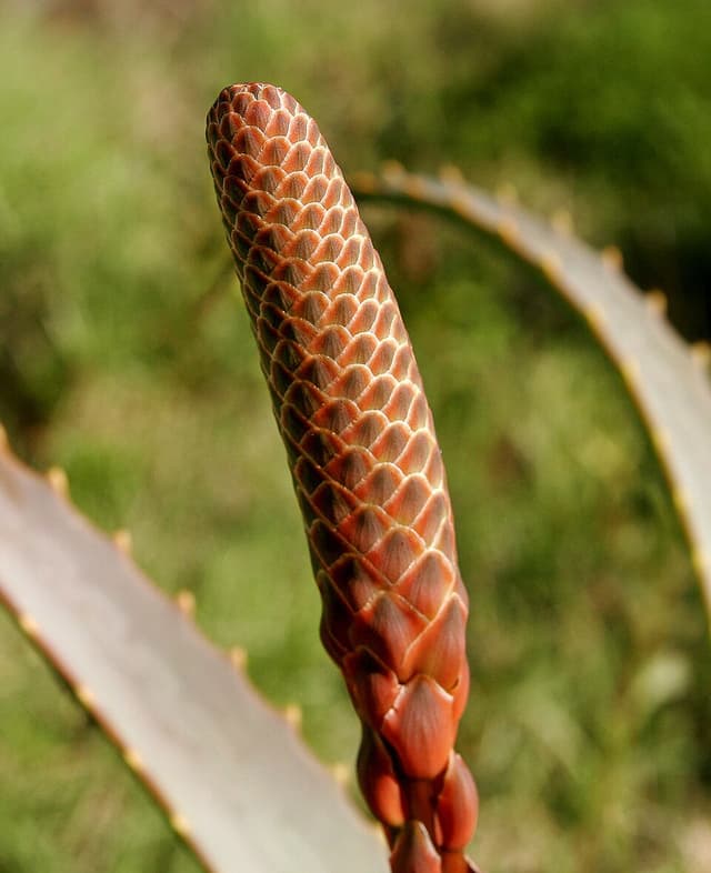 Aloe Vera (Aloe Barbadensis Leaf Juice) — plante utilisée en cosmétique naturel
