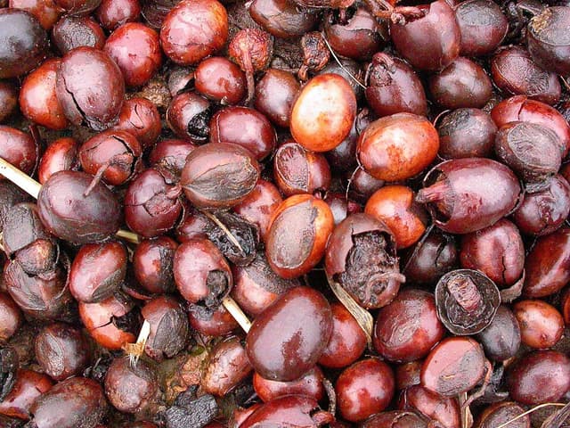 Beurre de karité (Butyrospermum Parkii Butter) — beurre ou cire végétale en cosmétique naturel
