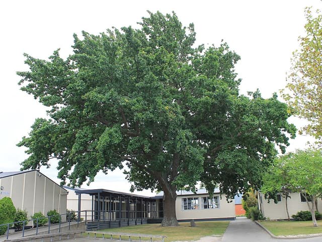 Chêne (bois de) (Quercus Robur Wood) — plante utilisée en cosmétique naturel
