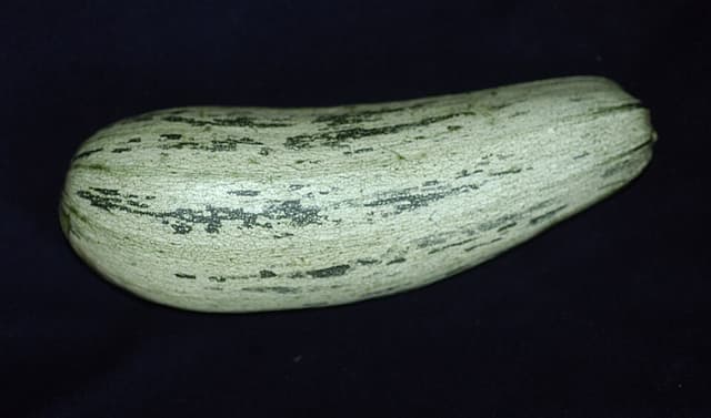 Courge (poudre de semence) (Cucurbita Pepo Seed Powder) — plante utilisée en cosmétique naturel
