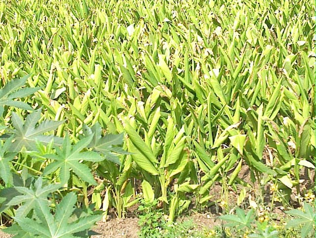 Curcuma (poudre de) (Curcuma Longa Root Powder) — plante utilisée en cosmétique naturel