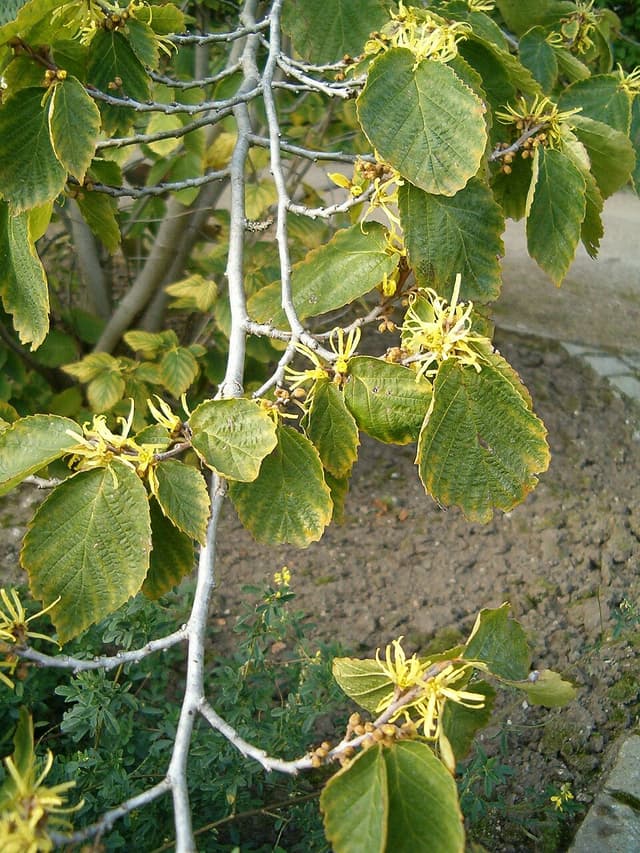 Eau d’hamamélis (Hamamelis Virginiana Leaf Water) — plante utilisée en cosmétique naturel