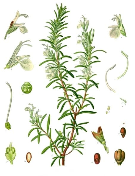 Extrait de romarin (Rosmarinus Officinalis Extract) — plante utilisée en cosmétique naturel