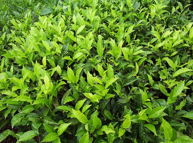 Extrait de thé vert (Camellia Sinensis Leaf Extract) — plante utilisée en cosmétique naturel