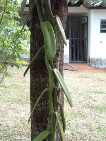 Extrait de vanille (Vanilla Planifolia Extract) — plante utilisée en cosmétique naturel