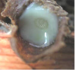Gelée royale (Royal Jelly) — plante utilisée en cosmétique naturel