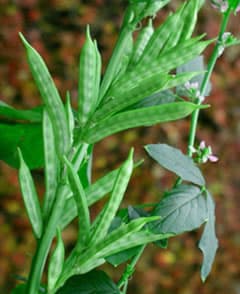 Gomme de guar (Cyamopsis Tetragonoloba Gum) — plante utilisée en cosmétique naturel