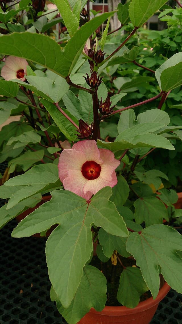 Hibiscus (Hibiscus Sabdariffa Flower) — plante utilisée en cosmétique naturel