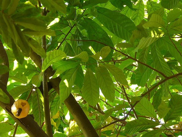 Pâte de cacao (Theobroma Cacao Paste) — plante utilisée en cosmétique naturel