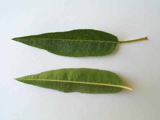Amande douce (huile d') (Prunus Amygdalus Dulcis Oil) — huile végétale en cosmétique naturel