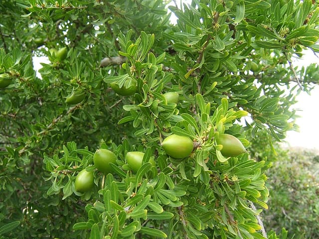 Argan (huile d') (Argania Spinosa Kernel Oil) — huile végétale en cosmétique naturel