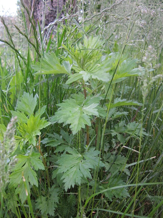Armoise (poudre d’) (Artemisia Vulgaris Powder) — poudre ou extrait en cosmétique naturel
