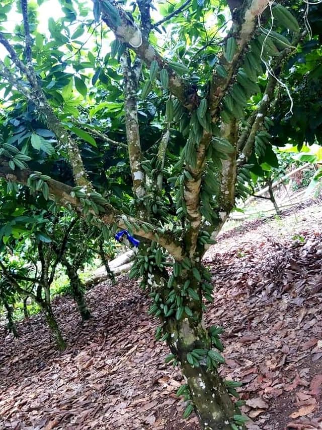 Arôme naturel de cacao (Natural Cocoa Flavor) — plante utilisée en cosmétique naturel