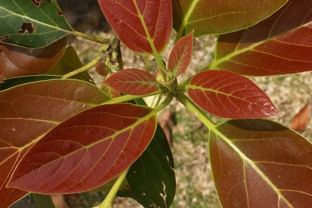 Avocat (huile d') (Persea Gratissima Oil) — huile végétale en cosmétique naturel