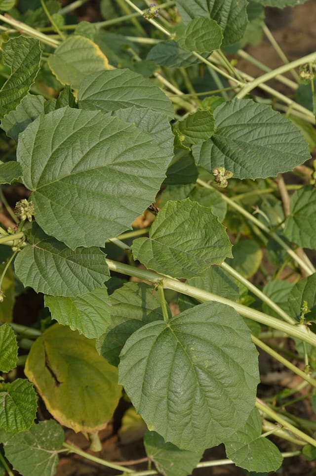 Bakuchiol (Psoralea Corylifolia Seed Extract) — plante utilisée en cosmétique naturel