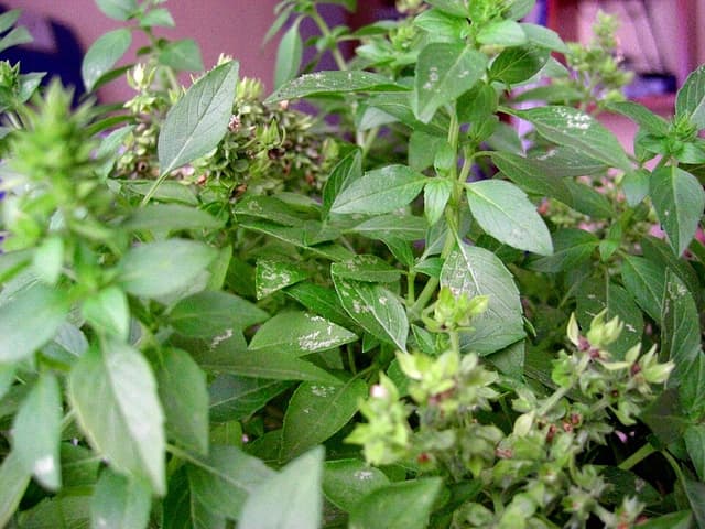 Basilic (Ocimum Basilicum Leaf) — plante utilisée en cosmétique naturel