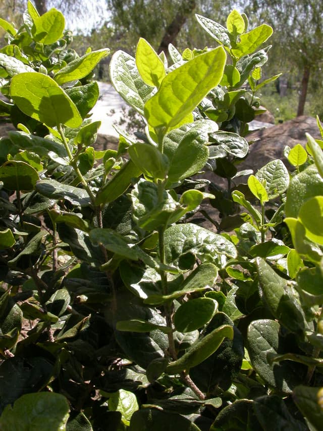 Boldo (poudre de feuille) (Peumus Boldus Leaf Powder) — plante utilisée en cosmétique naturel