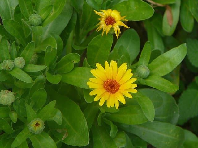 Calendula (Calendula Officinalis Extract) — plante utilisée en cosmétique naturel