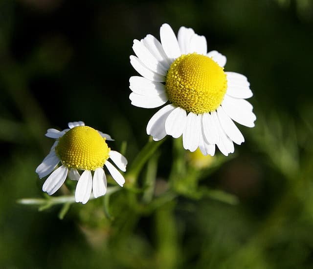 Camomille (Chamomilla Recutita Extract) — plante utilisée en cosmétique naturel