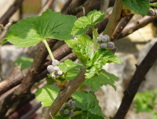 Cassis (Ribes Nigrum Leaf) — plante utilisée en cosmétique naturel
