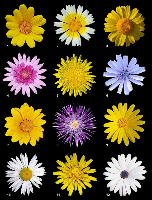 Chicorée (racine) (Cichorium Intybus Root) — plante utilisée en cosmétique naturel
