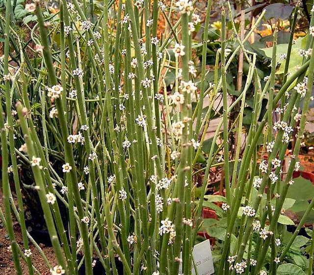 Cire de candelilla (Candelilla Cera) — beurre ou cire végétale en cosmétique naturel