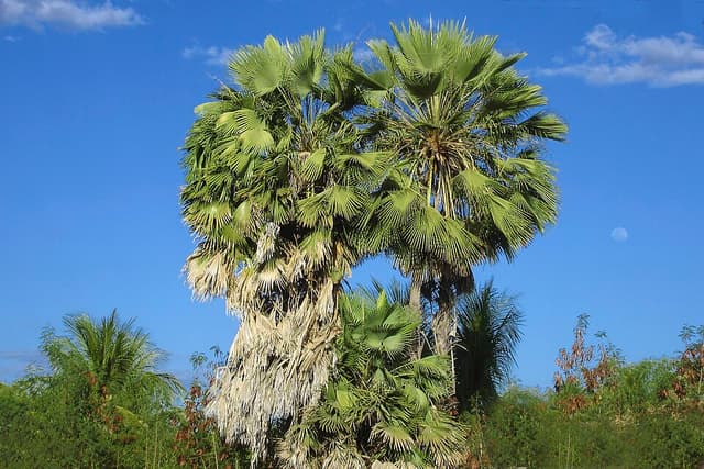 Cire de carnauba (Copernicia Cerifera Cera) — beurre ou cire végétale en cosmétique naturel