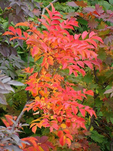 Cire de Rhus (Rhus Verniciflua Peel Cera) — beurre ou cire végétale en cosmétique naturel