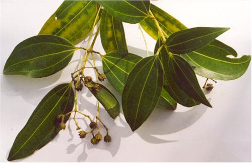 Écorce de cannelle (poudre d’) (Cinnamomum Zeylanicum Bark Powder) — plante utilisée en cosmétique naturel
