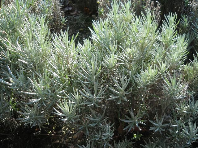 Eau florale d’hélichryse (Helichrysum Italicum Flower Water) — plante utilisée en cosmétique naturel