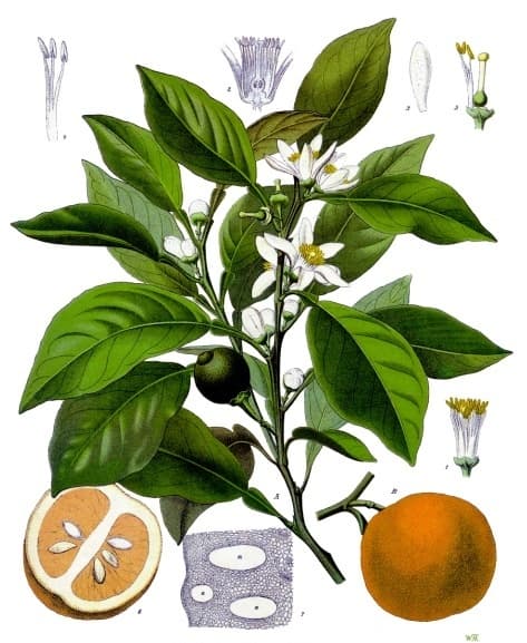 Eau florale de fleur d’oranger (Citrus Aurantium Amara Flower Water) — plante utilisée en cosmétique naturel