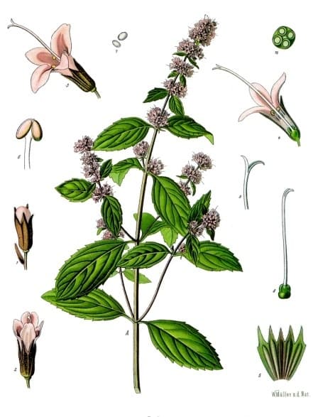 Eau florale de menthe poivrée (Mentha Piperita Leaf Water) — plante utilisée en cosmétique naturel