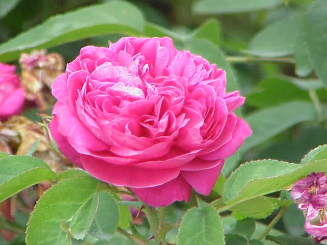 Eau florale de rose de Damas (Rosa Damascena Flower Water) — plante utilisée en cosmétique naturel