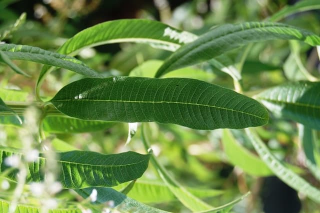 Eau florale de verveine citronnée (Lippia Citriodora Flower/Leaf/Stem Water) — plante utilisée en cosmétique naturel