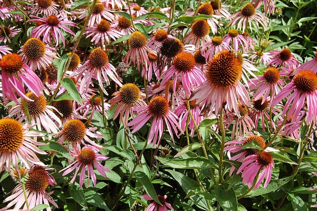 Échinacée (extrait) (Echinacea Purpurea Extract) — plante utilisée en cosmétique naturel