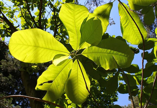 Écorce de magnolia (extrait d’) (Magnolia Officinalis Bark Extract) — plante utilisée en cosmétique naturel
