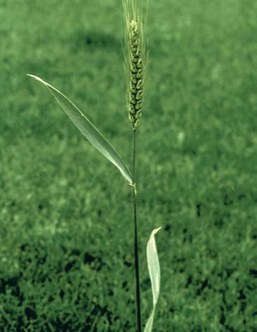Farine de blé (Triticum Aestivum Flour) — plante utilisée en cosmétique naturel