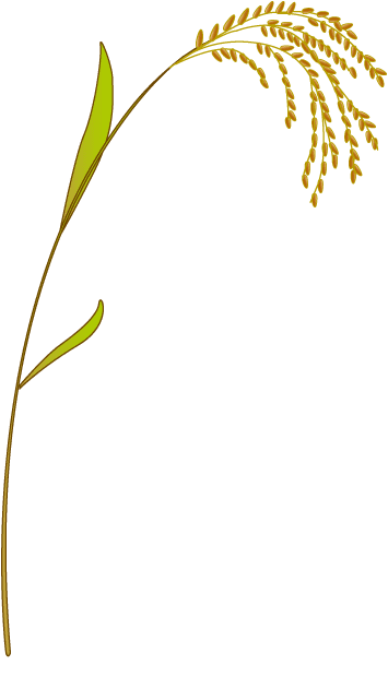 Farine de riz complet (Oryza Sativa Whole Grain Flour) — plante utilisée en cosmétique naturel