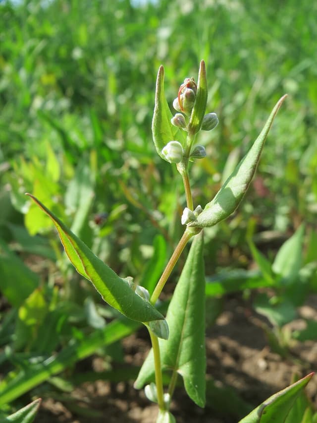 Farine de sarrasin (Fagopyrum Esculentum Flour) — plante utilisée en cosmétique naturel