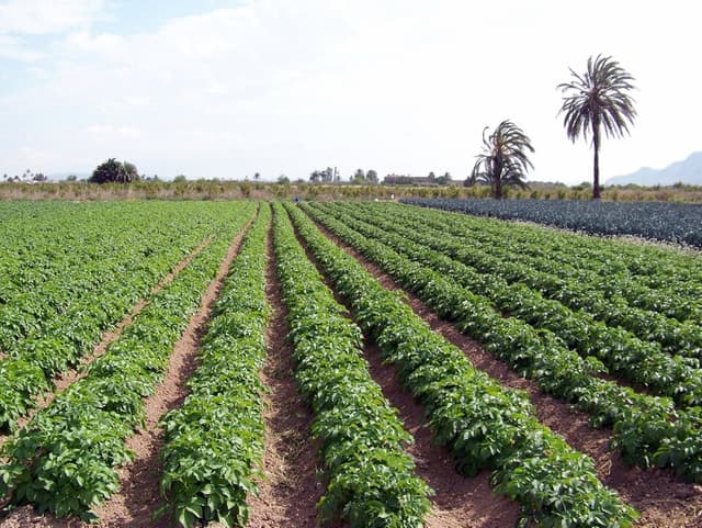 Fécule de pomme de terre (Solanum Tuberosum Starch) — plante utilisée en cosmétique naturel