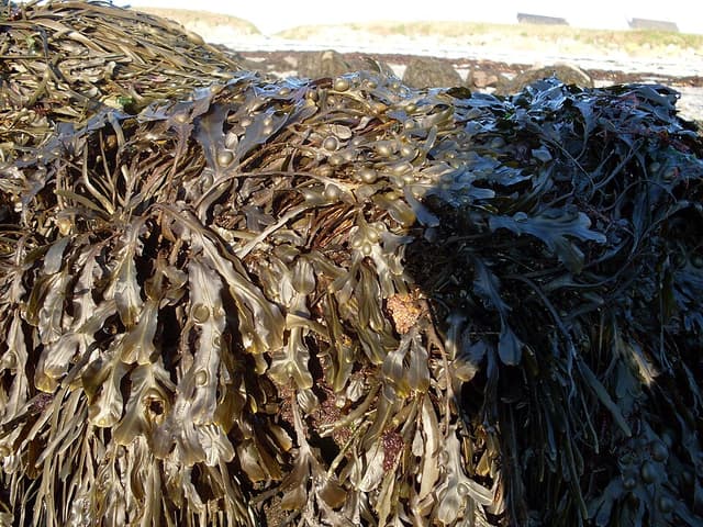 Fucus (Fucus Vesiculosus) — plante utilisée en cosmétique naturel