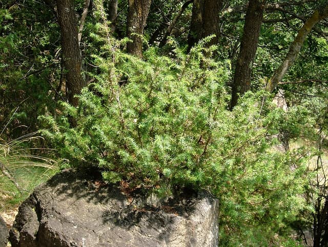 Genévrier (Juniperus Communis) — plante utilisée en cosmétique naturel