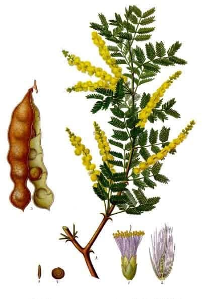 Gomme d’acacia (Acacia Senegal Gum) — plante utilisée en cosmétique naturel