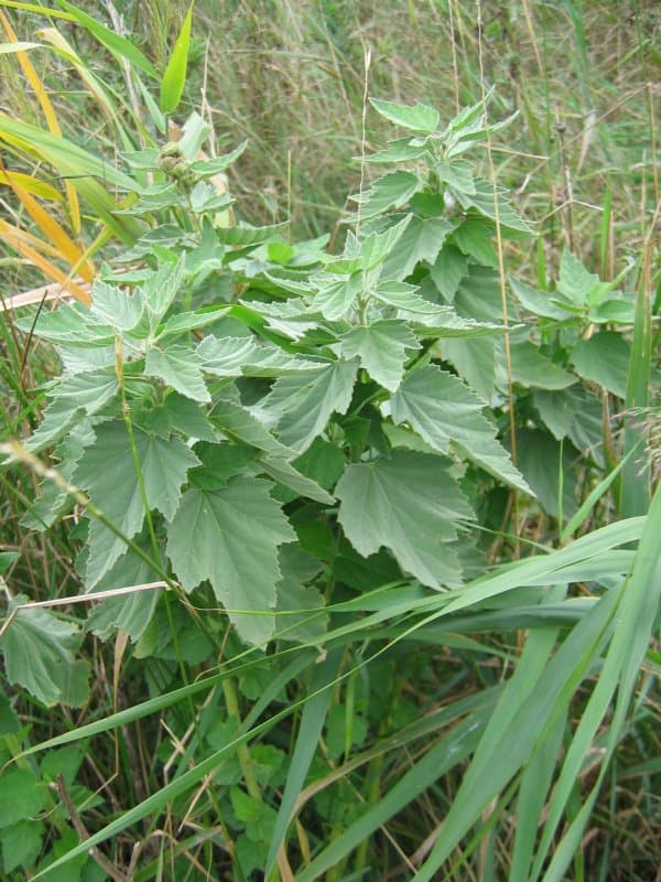 Guimauve (extrait de racine) (Althaea Officinalis Root Extract) — plante utilisée en cosmétique naturel