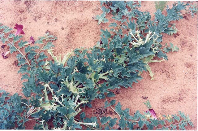 Harpagophytum (poudre de racine) (Harpagophytum Procumbens Root Powder) — plante utilisée en cosmétique naturel