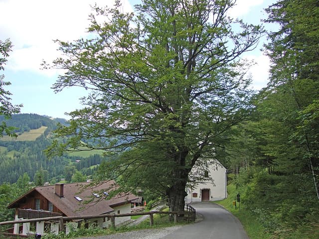 Hêtre (bois de) (Fagus Sylvatica Wood) — plante utilisée en cosmétique naturel