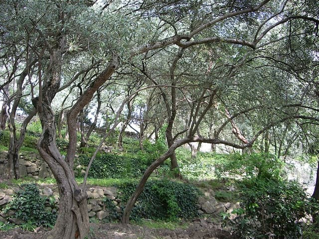 Huile d’olive extra vierge (Olea Europaea Fruit Oil) — huile végétale en cosmétique naturel