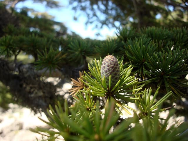Huile essentielle de cèdre de l’Atlas (Cedrus Atlantica Wood Oil) — huile végétale en cosmétique naturel
