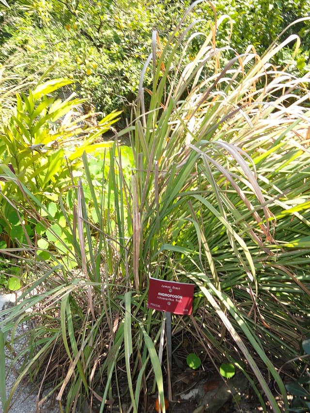 Huile essentielle de citronnelle d'Afrique (Cymbopogon Schoenanthus Oil) — huile végétale en cosmétique naturel