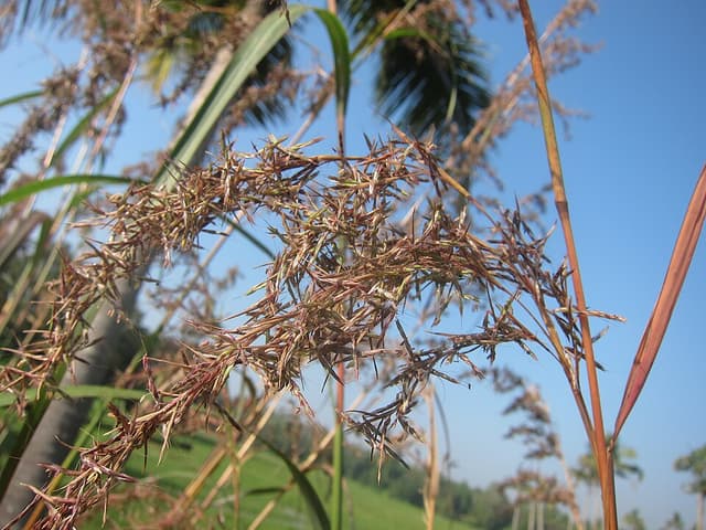 Huile essentielle de citronnelle d’Asie (Cymbopogon Flexuosus Oil) — huile végétale en cosmétique naturel